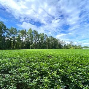 Photo #10 of SOLD property in Off Newmarket Road, Courtland, VA 6.0 acres