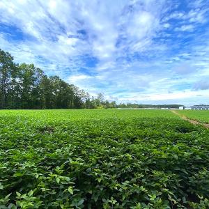 Photo #11 of SOLD property in Off Newmarket Road, Courtland, VA 6.0 acres