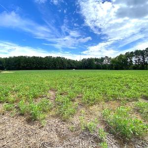 Photo #13 of SOLD property in Off Newmarket Road, Courtland, VA 6.0 acres