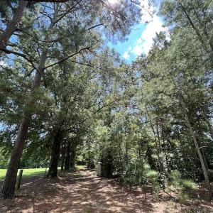 Photo #11 of SOLD property in Off Highway 42, Tarboro, NC 43.3 acres