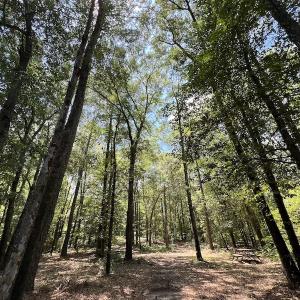 Photo #20 of SOLD property in Off Highway 42, Tarboro, NC 43.3 acres