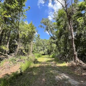 Photo #21 of SOLD property in Off Highway 42, Tarboro, NC 43.3 acres