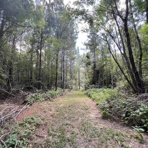 Photo #22 of SOLD property in Off Highway 42, Tarboro, NC 43.3 acres