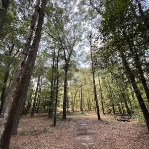Photo #23 of SOLD property in Off Highway 42, Tarboro, NC 43.3 acres