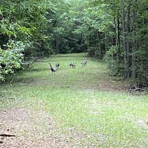 Photo #53 of 388 Loop Road, Bunnlevel, NC 25.6 acres