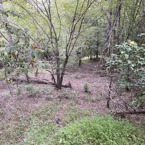 Photo #64 of 388 Loop Road, Bunnlevel, NC 25.6 acres