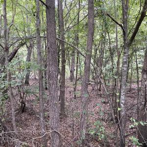 Photo #74 of 388 Loop Road, Bunnlevel, NC 25.6 acres