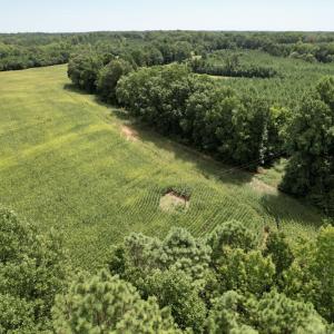 Photo #10 of SOLD property in Off Hwy 58, Boydton, VA 69.5 acres