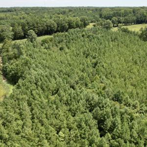 Photo #15 of SOLD property in Off Hwy 58, Boydton, VA 69.5 acres