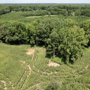 Photo #18 of SOLD property in Off Hwy 58, Boydton, VA 69.5 acres