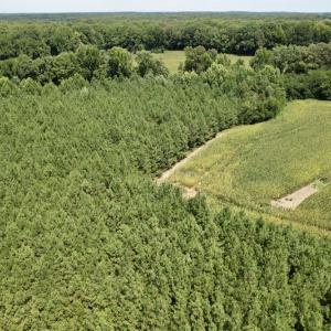 Photo #19 of SOLD property in Off Hwy 58, Boydton, VA 69.5 acres