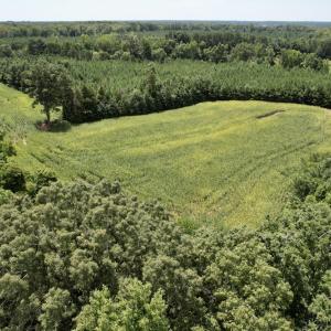 Photo #21 of SOLD property in Off Hwy 58, Boydton, VA 69.5 acres