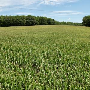 Photo #24 of SOLD property in Off Hwy 58, Boydton, VA 69.5 acres