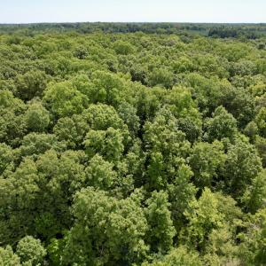 Photo #25 of SOLD property in Off Hwy 58, Boydton, VA 69.5 acres