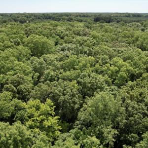 Photo #26 of SOLD property in Off Hwy 58, Boydton, VA 69.5 acres