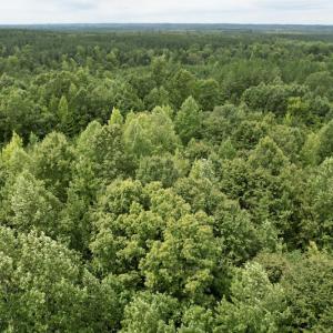 Photo #27 of SOLD property in Off Hwy 58, Boydton, VA 69.5 acres