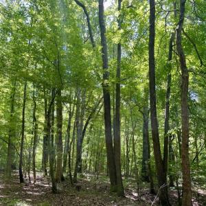 Photo #40 of SOLD property in Off Hwy 58, Boydton, VA 69.5 acres