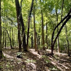 Photo #41 of SOLD property in Off Hwy 58, Boydton, VA 69.5 acres