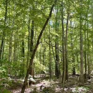 Photo #42 of SOLD property in Off Hwy 58, Boydton, VA 69.5 acres
