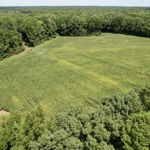 Photo #7 of SOLD property in Off Hwy 58, Boydton, VA 69.5 acres
