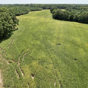 Photo #8 of SOLD property in Off Hwy 58, Boydton, VA 69.5 acres