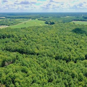 Photo #7 of SOLD property in 292 Peter Stallings Road, Macon, NC 53.0 acres