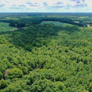 Photo #18 of SOLD property in 292 Peter Stallings Road, Macon, NC 53.0 acres