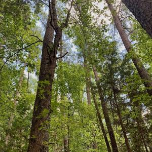 Photo #29 of SOLD property in 292 Peter Stallings Road, Macon, NC 53.0 acres