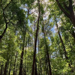 Photo #30 of SOLD property in 292 Peter Stallings Road, Macon, NC 53.0 acres