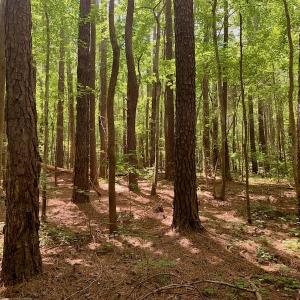 Photo #31 of SOLD property in 292 Peter Stallings Road, Macon, NC 53.0 acres
