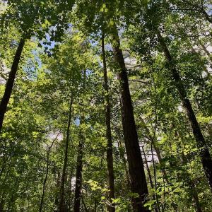 Photo #32 of SOLD property in 292 Peter Stallings Road, Macon, NC 53.0 acres
