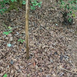 Photo #33 of SOLD property in 292 Peter Stallings Road, Macon, NC 53.0 acres