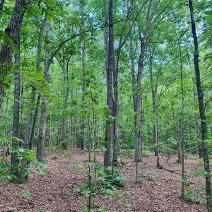 Photo #34 of SOLD property in 292 Peter Stallings Road, Macon, NC 53.0 acres