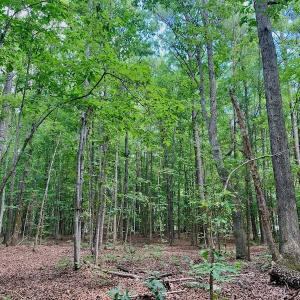 Photo #36 of SOLD property in 292 Peter Stallings Road, Macon, NC 53.0 acres