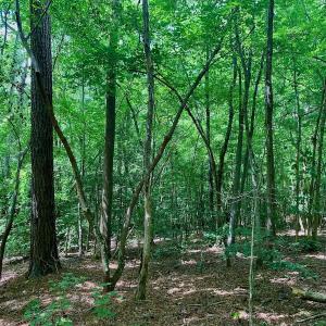 Photo #38 of SOLD property in 292 Peter Stallings Road, Macon, NC 53.0 acres