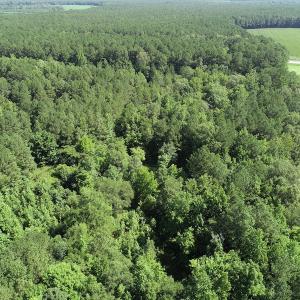 Photo #9 of SOLD property in Off Bell Road, Ivor, VA 6.0 acres