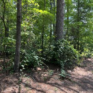 Photo #12 of SOLD property in Off Bell Road, Ivor, VA 6.0 acres