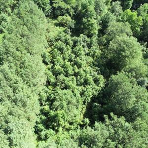 Photo #8 of SOLD property in Off Bell Road, Ivor, VA 6.0 acres
