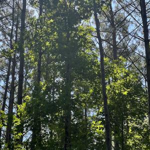 Photo #11 of Off Bell Road, Ivor, VA 2.3 acres