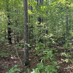 Photo #9 of Off Bell Road, Ivor, VA 2.3 acres