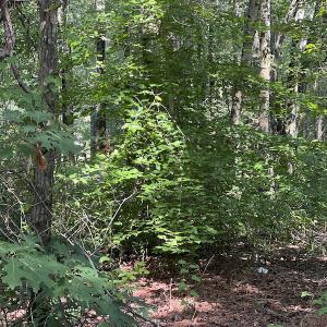 Photo #10 of Off Bell Road, Ivor, VA 2.3 acres