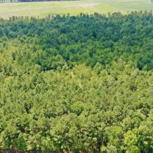 Photo #30 of SOLD property in Off Dixon Road, Bethel, NC 33.0 acres