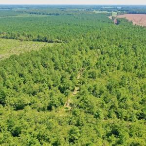 Photo #44 of SOLD property in Off Dixon Road, Bethel, NC 33.0 acres