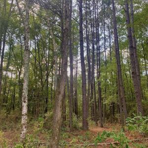 Photo #2 of SOLD property in Off Dixon Road, Bethel, NC 33.0 acres