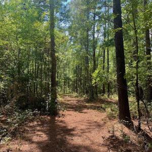 Photo #12 of SOLD property in Off Dixon Road, Bethel, NC 33.0 acres