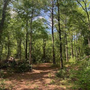 Photo #14 of SOLD property in Off Dixon Road, Bethel, NC 33.0 acres