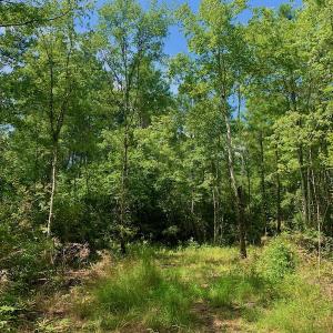 Photo #16 of SOLD property in Off Dixon Road, Bethel, NC 33.0 acres