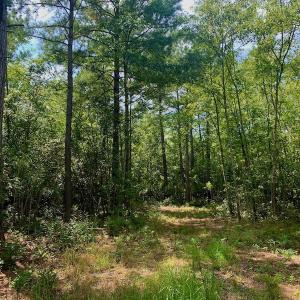Photo #20 of SOLD property in Off Dixon Road, Bethel, NC 33.0 acres