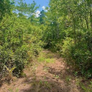 Photo #26 of SOLD property in Off Dixon Road, Bethel, NC 33.0 acres