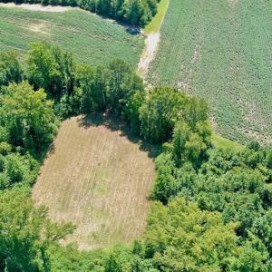 Photo #8 of SOLD property in Off Hwy 903, Scotland Neck, NC 26.7 acres